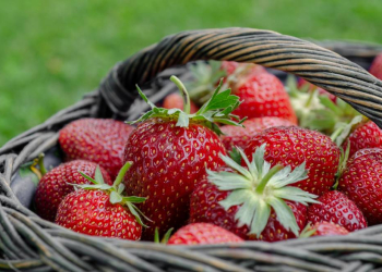 Obst und Gemüse aus Schleswig-Holstein – Kosten explodieren – Höfe am Limit