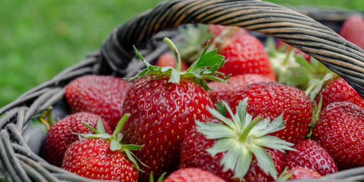 Obst und Gemüse aus Schleswig-Holstein – Kosten explodieren – Höfe am Limit