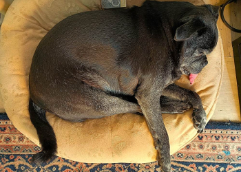 Bürohunde: Wie sie das Arbeitsklima verbessern und sich selbst dabei fühlen