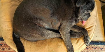 Bürohunde: Wie sie das Arbeitsklima verbessern und sich selbst dabei fühlen