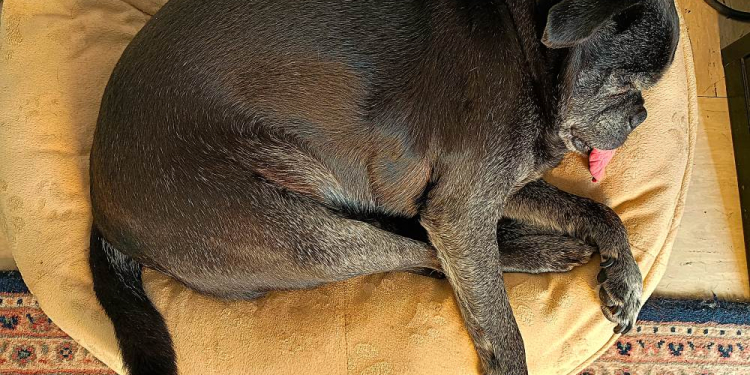 Bürohunde: Wie sie das Arbeitsklima verbessern und sich selbst dabei fühlen