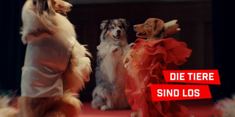 Filmclub Kurzfilmabend: ‚SHORTS ATTACK: Die Tiere sind los‘