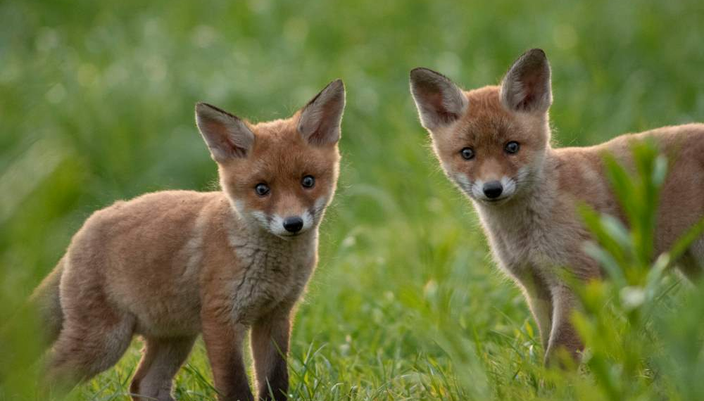 Deutschlands Paradiese -Wildnis im Wandel