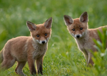 Deutschlands Paradiese -Wildnis im Wandel