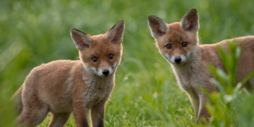 Deutschlands Paradiese -Wildnis im Wandel