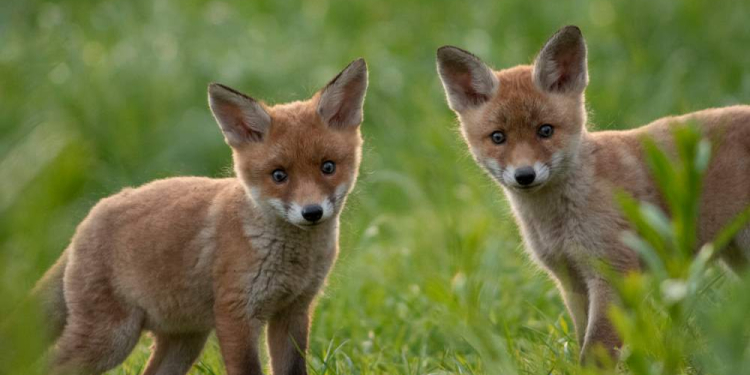 Deutschlands Paradiese -Wildnis im Wandel