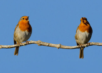 Vogelwanderung in der Buchhorster Feldmark mit Ornithologe Hans-Dieter Zerbe