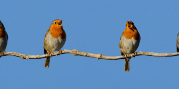 Vogelwanderung in der Buchhorster Feldmark mit Ornithologe Hans-Dieter Zerbe