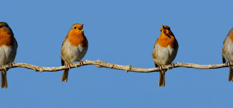 Vogelwanderung in der Buchhorster Feldmark mit Ornithologe Hans-Dieter Zerbe