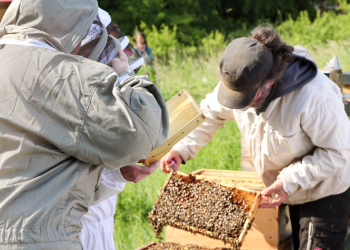 Was Menschen von Bienen lernen können