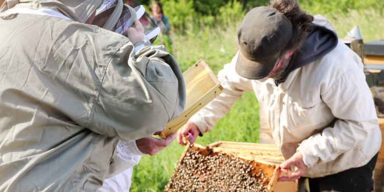 Was Menschen von Bienen lernen können