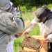 Was Menschen von Bienen lernen können
