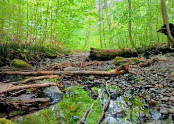 Geschichte trifft Natur – das Kupfermühlental