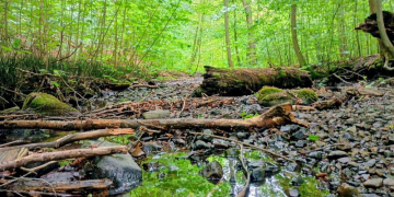 Geschichte trifft Natur – das Kupfermühlental