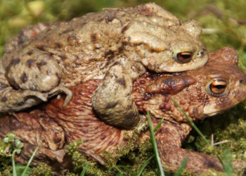 Amphibienwanderung am Hegesee in Mölln