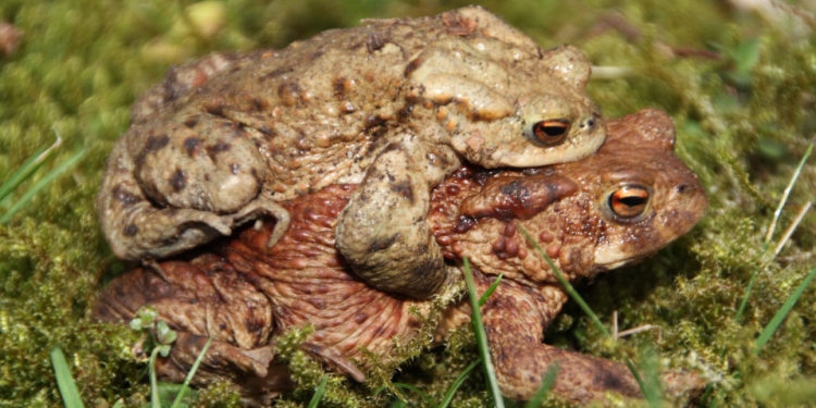 Amphibienwanderung am Hegesee in Mölln