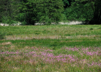 Naturkundliche Wanderung durch das Pirschbachtal