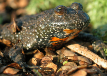 Teich-Bühne frei für Frosch- und Unken-Boyband: Froschkonzert im Stiftungsland Panten