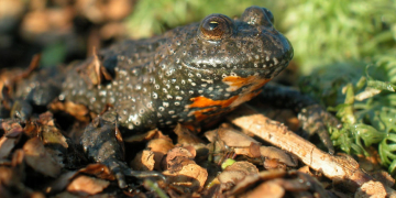 Die Rotbauchunke. Foto: hfr
