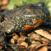 Teich-Bühne frei für Frosch- und Unken-Boyband: Froschkonzert im Stiftungsland Panten