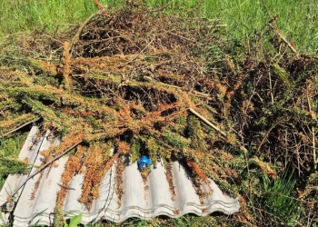 Illegale Abfallentsorgung bei Basedow