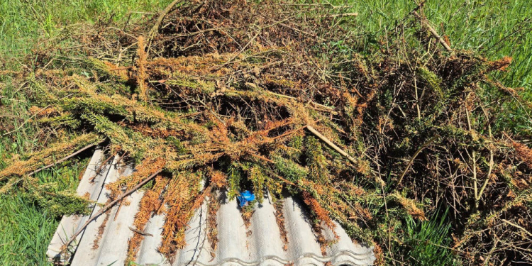 Illegale Abfallentsorgung bei Basedow