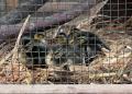 Tierischer Einsatz nach Facebook-Post