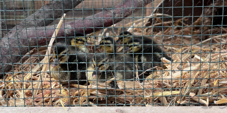 Tierischer Einsatz nach Facebook-Post