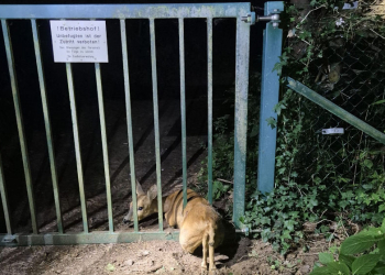 Steckte in der Klemme: Einsatzkräfte befreien Reh aus Metalltor
