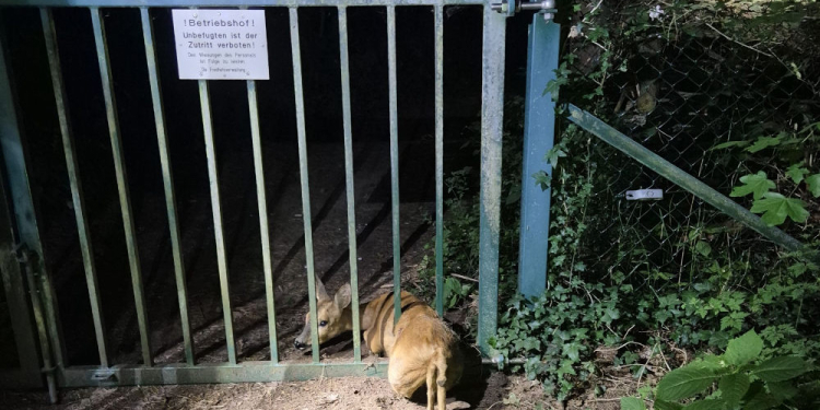 Steckte in der Klemme: Einsatzkräfte befreien Reh aus Metalltor