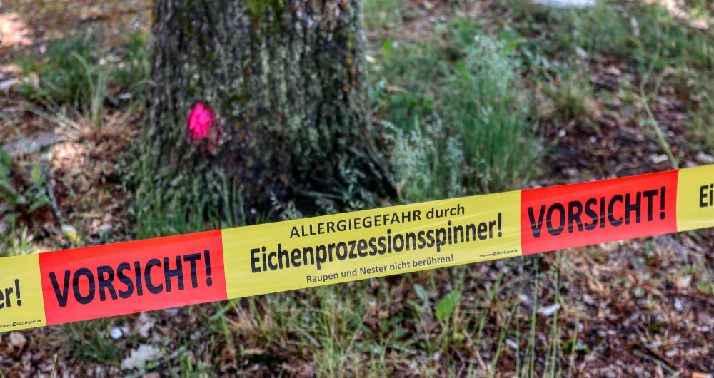 Eichenprozessionsspinner: Extremes Vorkommen in Geesthacht