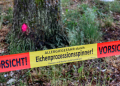 Eichenprozessionsspinner: Extremes Vorkommen in Geesthacht