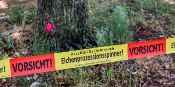 Eichenprozessionsspinner: Extremes Vorkommen in Geesthacht