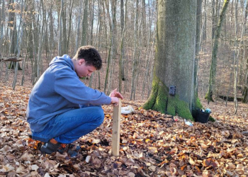 Freiwillige auf Spurensuche: Wildkatzen-Monitoring beim Zweckverband Schaalsee-Landschaft