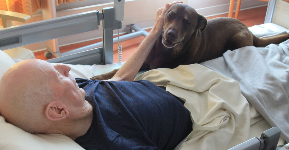Ein Engel auf vier Pfoten: Therapiehund Paul bringt Licht ins Geesthachter Auxilium Hospiz