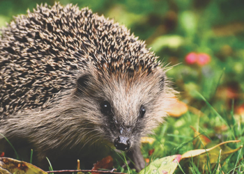 Berkenthin startet Plakataktion zum Schutz der Igel