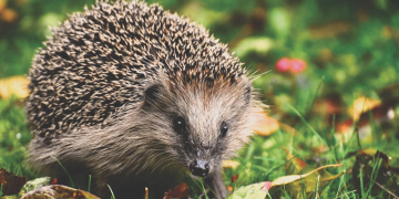 Berkenthin startet Plakataktion zum Schutz der Igel