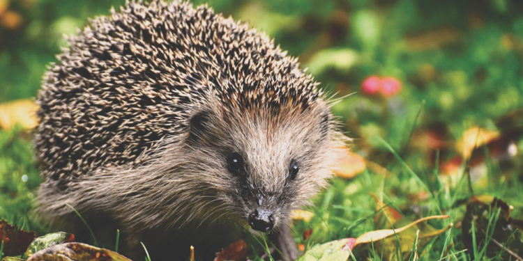 Berkenthin startet Plakataktion zum Schutz der Igel