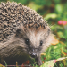Berkenthin startet Plakataktion zum Schutz der Igel