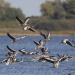 Naturparktour am 26. Juli: Wandern am Grünen Band