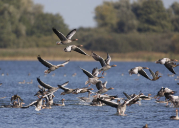 Naturparktour am 26. Juli: Wandern am Grünen Band