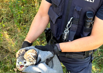 Ritzerau: Verletzter Greifvogel gerettet