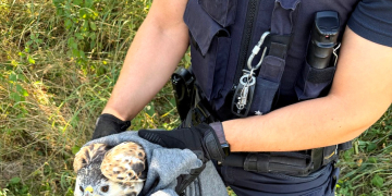 Ritzerau: Verletzter Greifvogel gerettet