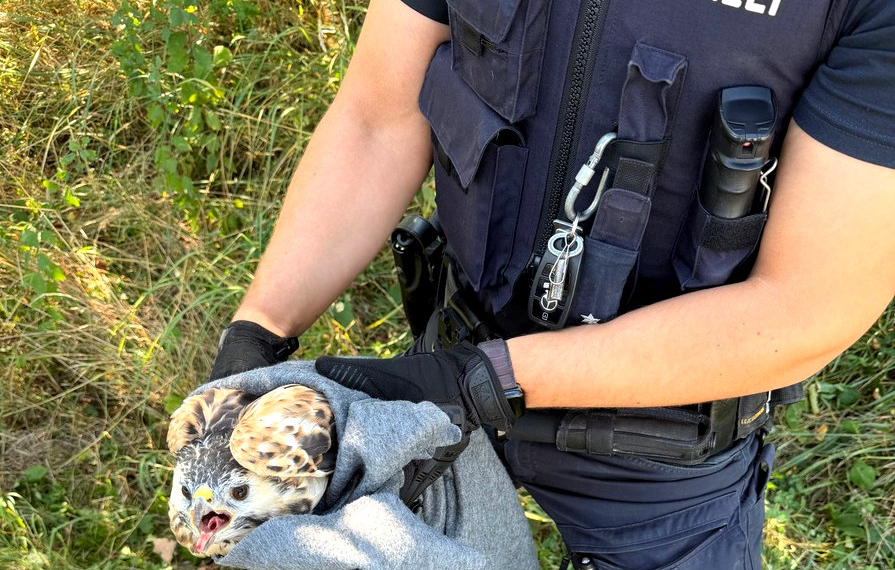 Ritzerau: Verletzter Greifvogel gerettet