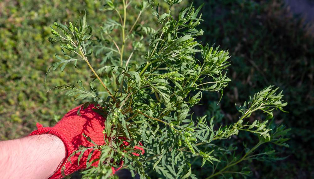 Klimawandel begünstigt Ausbreitung der hochallergenen Beifuß-Ambrosie