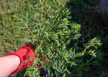 Klimawandel begünstigt Ausbreitung der hochallergenen Beifuß-Ambrosie