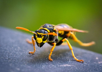 Insektenstiche: 265 ambulante Behandlungen im Herzogtum Lauenburg