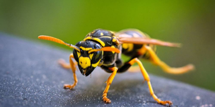 Insektenstiche: 265 ambulante Behandlungen im Herzogtum Lauenburg