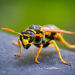 Insektenstiche: 265 ambulante Behandlungen im Herzogtum Lauenburg