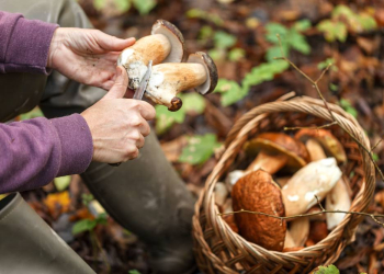Start der Pilzsaison: Gefahr durch giftige Pilze